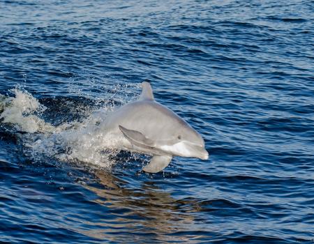 dolphin cruise orange beach