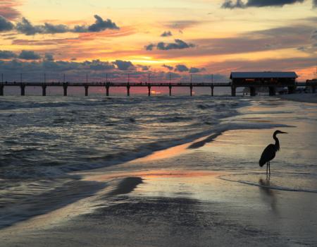 A bird near a pier