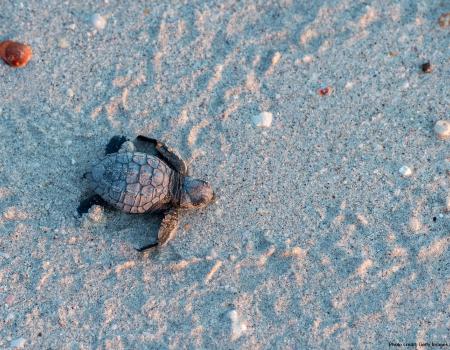 Fort Pickens Nature Preserve