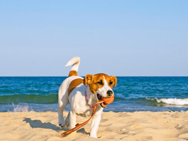 cute dog with a ball in its mouth on the beach